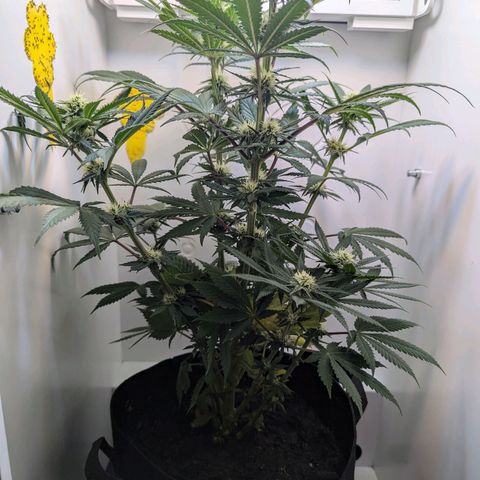 Skunk #1 growlog timeline photo