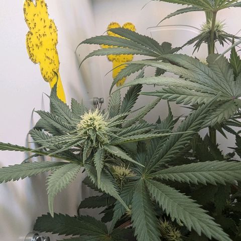 Skunk #1 growlog timeline photo
