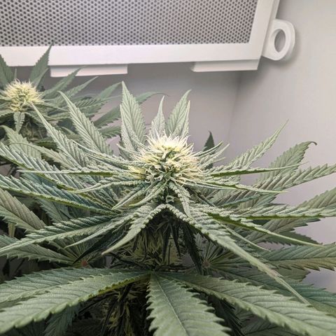 Skunk #1 growlog timeline photo