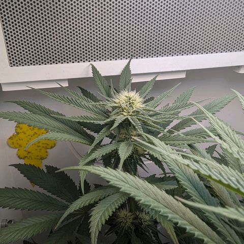Skunk #1 growlog timeline photo