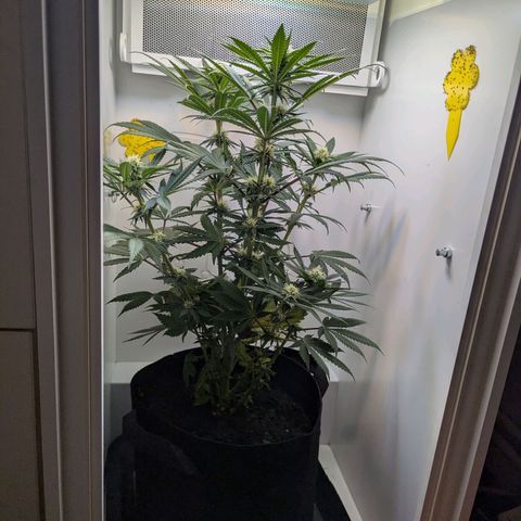 Skunk #1 growlog timeline photo