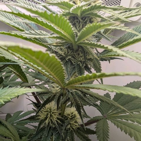 Skunk #1 growlog timeline photo