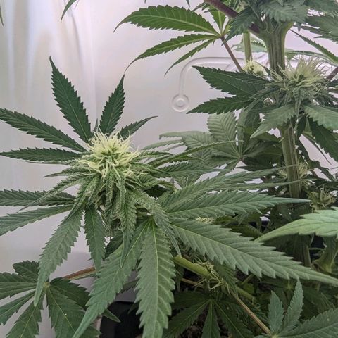 Skunk #1 growlog timeline photo
