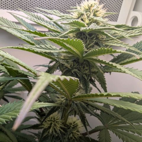 Skunk #1 growlog timeline photo