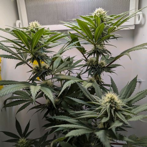 Skunk #1 growlog timeline photo