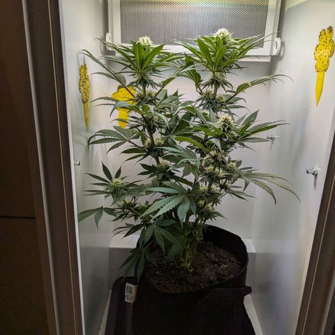 Skunk #1 growlog timeline photo