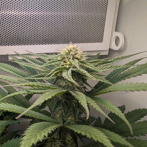 Skunk #1 growlog timeline photo