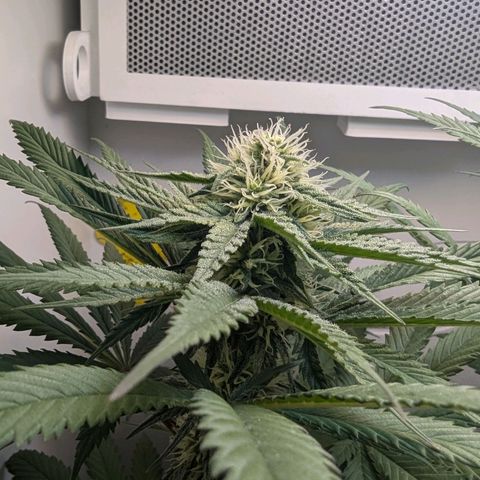 Skunk #1 growlog timeline photo