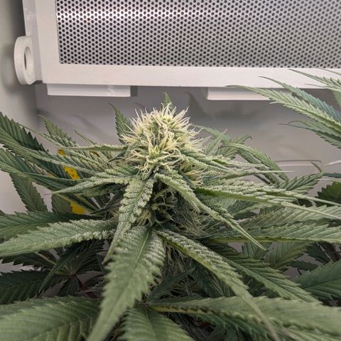 Skunk #1 growlog timeline photo