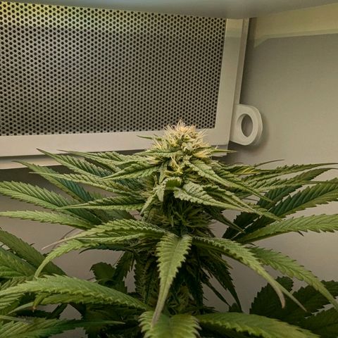 Skunk #1 growlog timeline photo