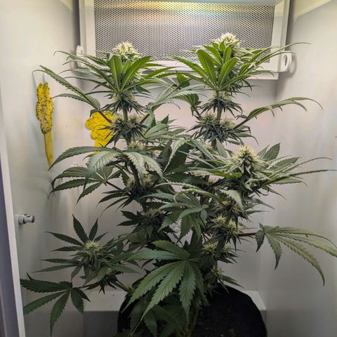 Skunk #1 growlog timeline photo