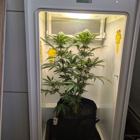 Skunk #1 growlog timeline photo