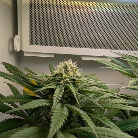 Skunk #1 growlog timeline photo