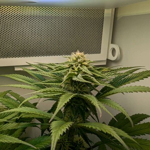 Skunk #1 growlog timeline photo