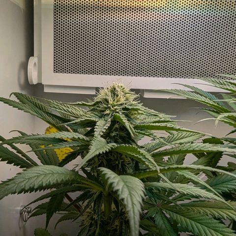 Skunk #1 growlog timeline photo