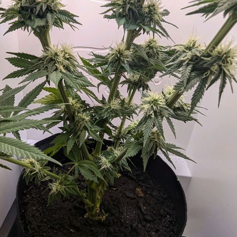 Skunk #1 growlog timeline photo