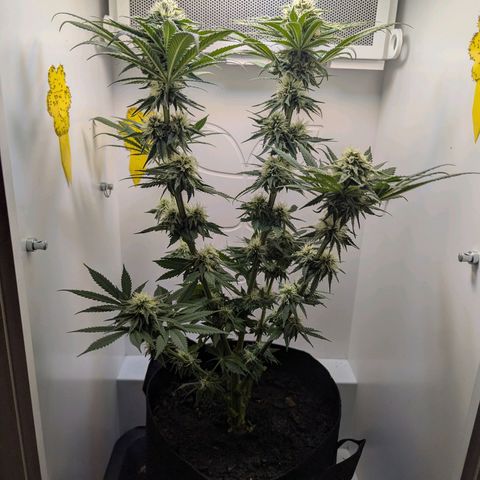 Skunk #1 growlog timeline photo