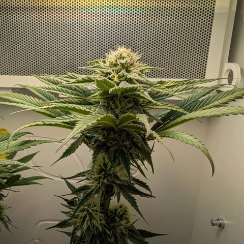 Skunk #1 growlog timeline photo