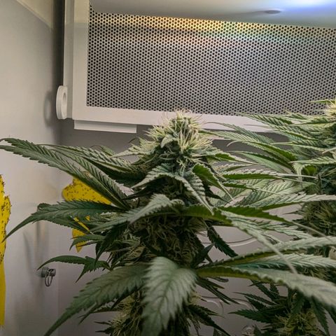 Skunk #1 growlog timeline photo