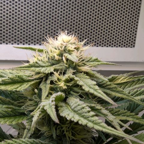 Skunk #1 growlog timeline photo