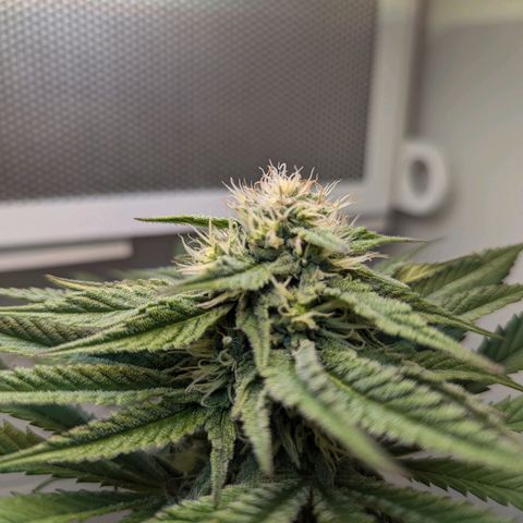 Skunk #1 growlog timeline photo