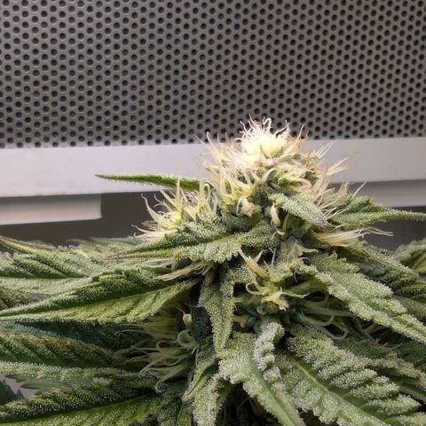 Skunk #1 growlog timeline photo