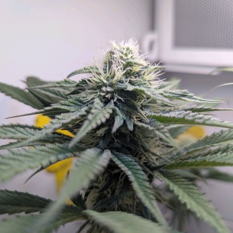 Skunk #1 growlog timeline photo
