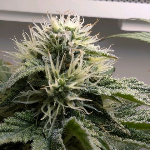 Skunk #1 growlog timeline photo
