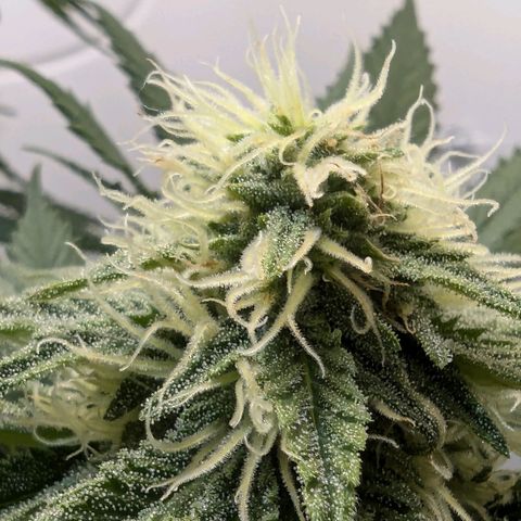 Skunk #1 growlog timeline photo
