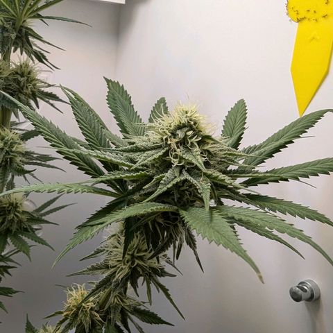Skunk #1 growlog timeline photo