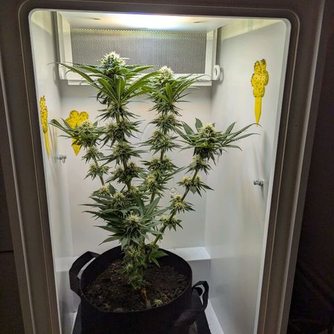 Skunk #1 growlog timeline photo