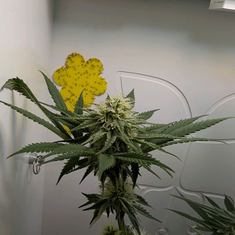 Skunk #1 growlog timeline photo