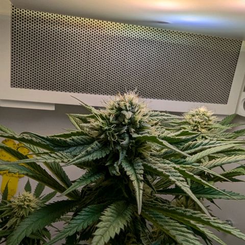 Skunk #1 growlog timeline photo