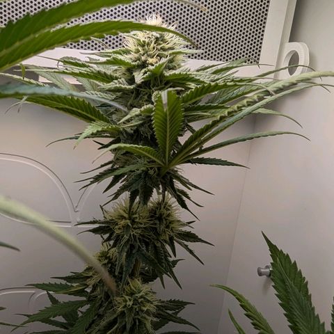 Skunk #1 growlog timeline photo