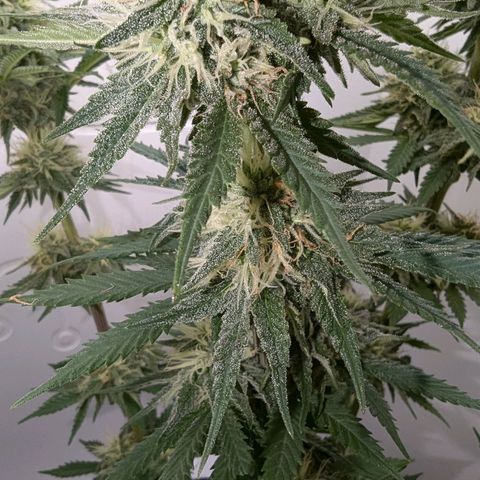 Skunk #1 growlog timeline photo