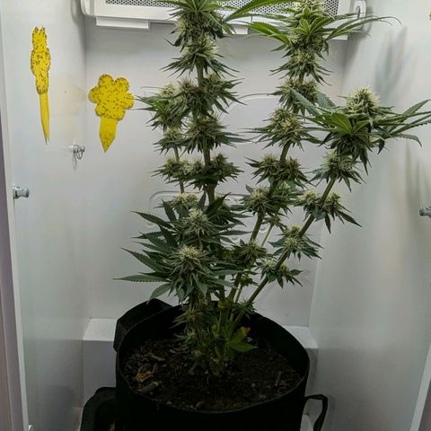 Skunk #1 growlog timeline photo
