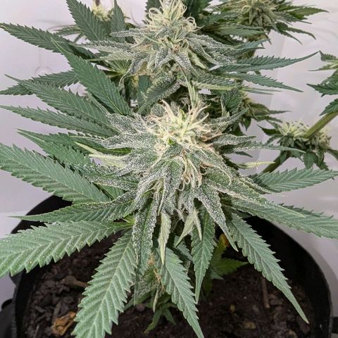 Skunk #1 growlog timeline photo