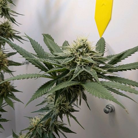 Skunk #1 growlog timeline photo