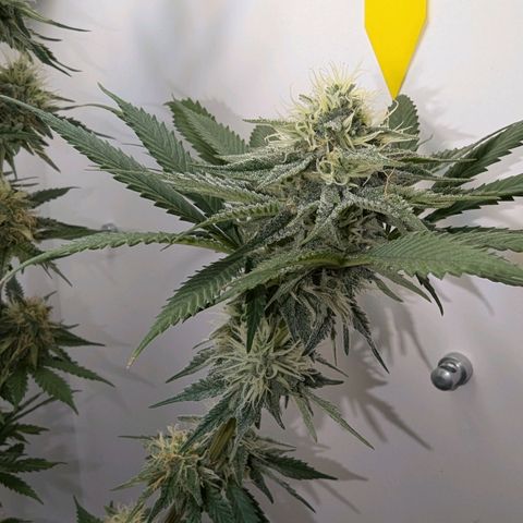 Skunk #1 growlog timeline photo