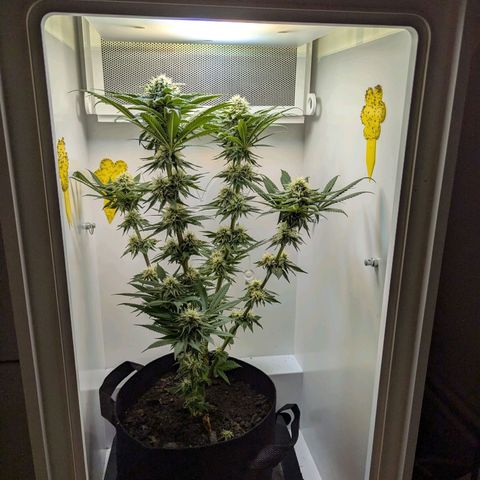 Skunk #1 growlog timeline photo