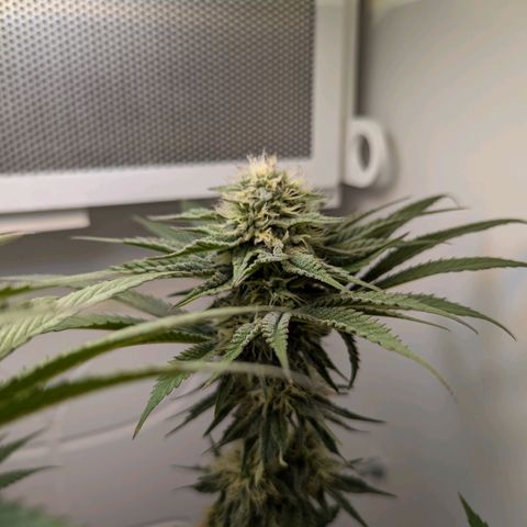 Skunk #1 growlog timeline photo