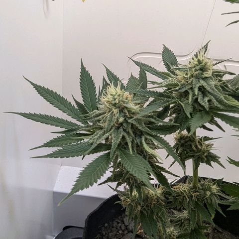 Skunk #1 growlog timeline photo
