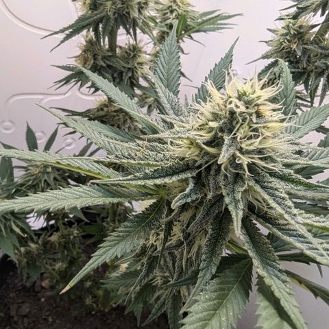 Skunk #1 growlog timeline photo