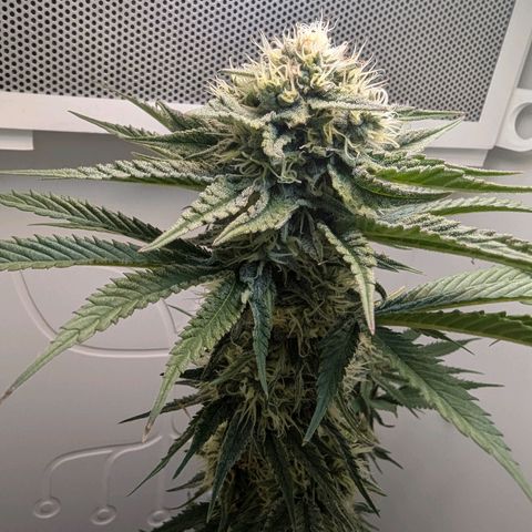 Skunk #1 growlog timeline photo