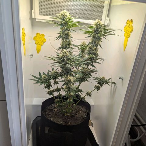 Skunk #1 growlog timeline photo