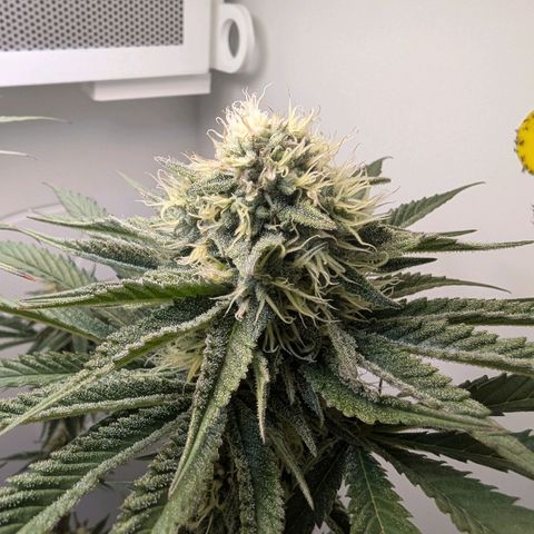 Skunk #1 growlog timeline photo