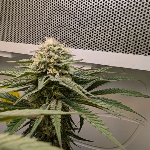 Skunk #1 growlog timeline photo
