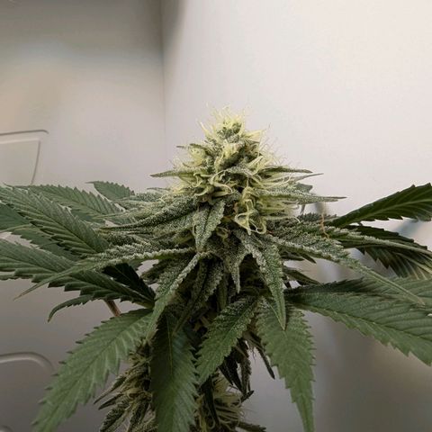 Skunk #1 growlog timeline photo