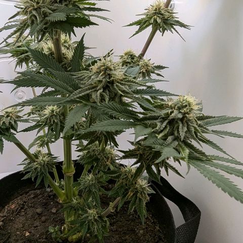 Skunk #1 growlog timeline photo