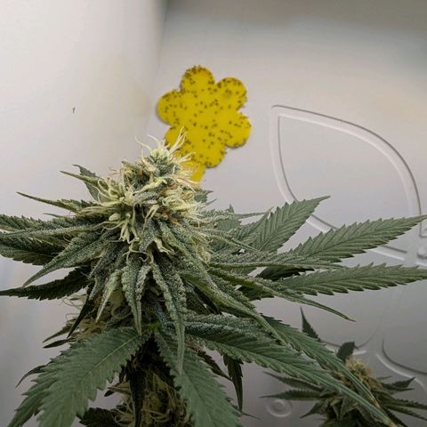 Skunk #1 growlog timeline photo